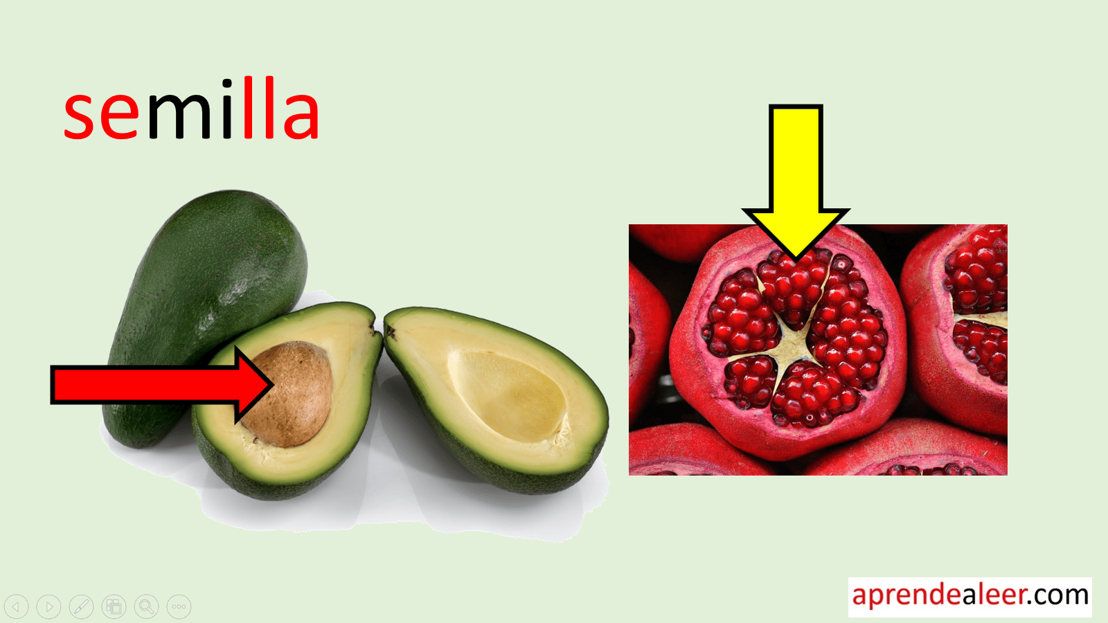 Partes de una Semilla